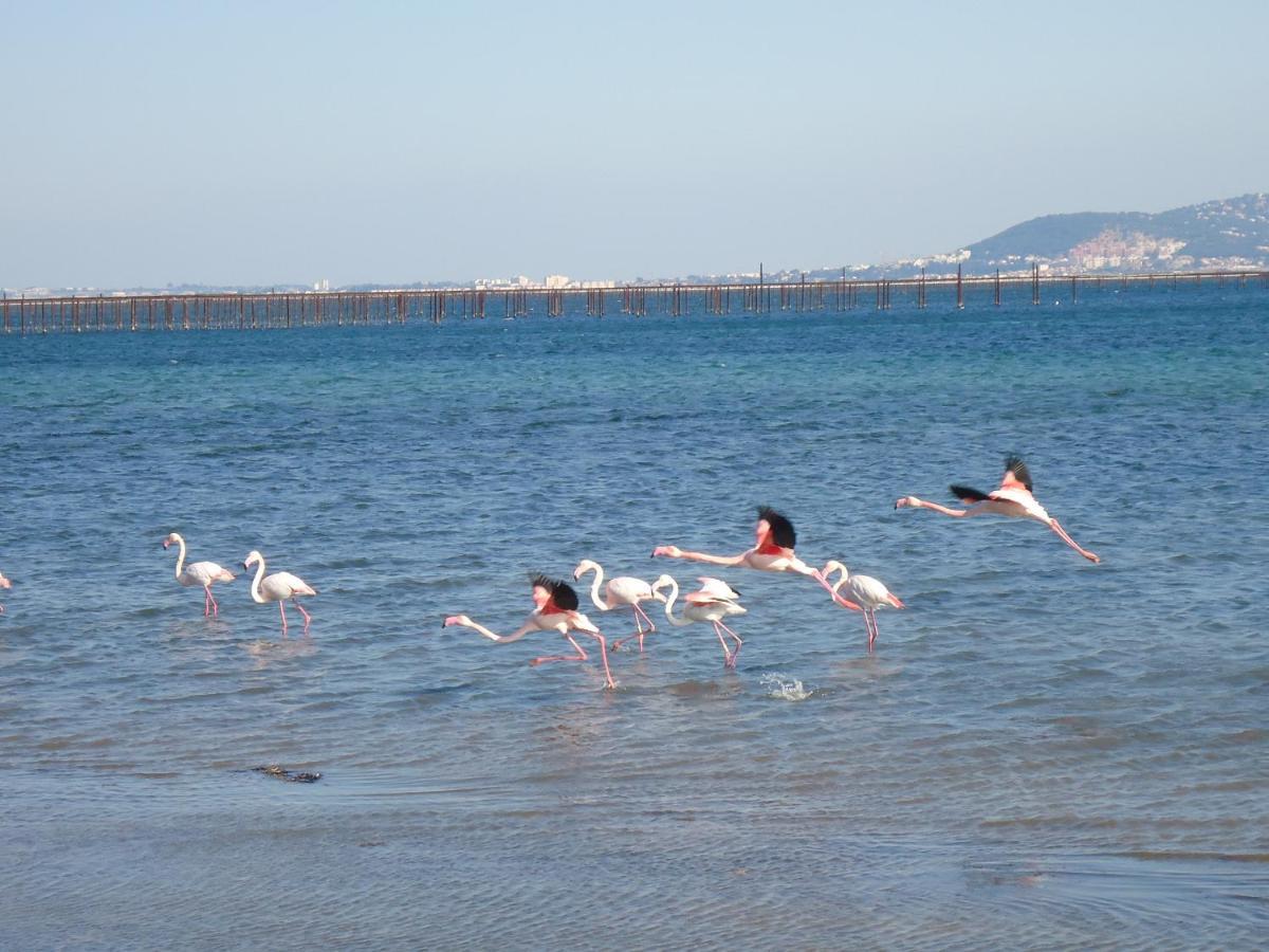 مبيت وإفطار مارسيلان Au Bord De Thau المظهر الخارجي الصورة